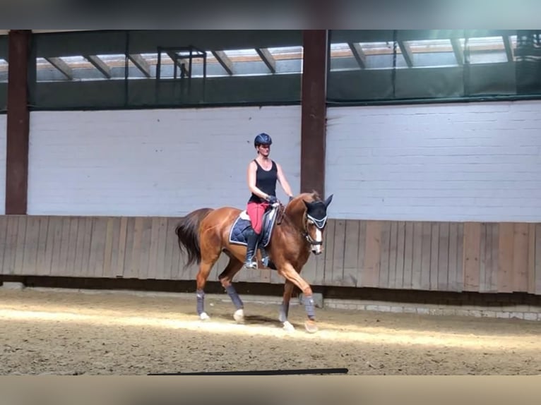 Holsteiner Stute 18 Jahre 162 cm Fuchs in Gudensberg