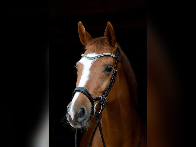 Holsteiner Stute 18 Jahre 162 cm Fuchs in Gudensberg