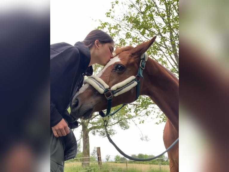 Holsteiner Stute 18 Jahre 162 cm Fuchs in Gudensberg