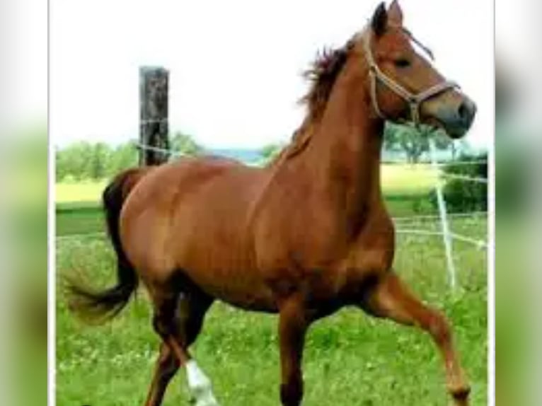 Holsteiner Stute 18 Jahre 162 cm Fuchs in Gudensberg