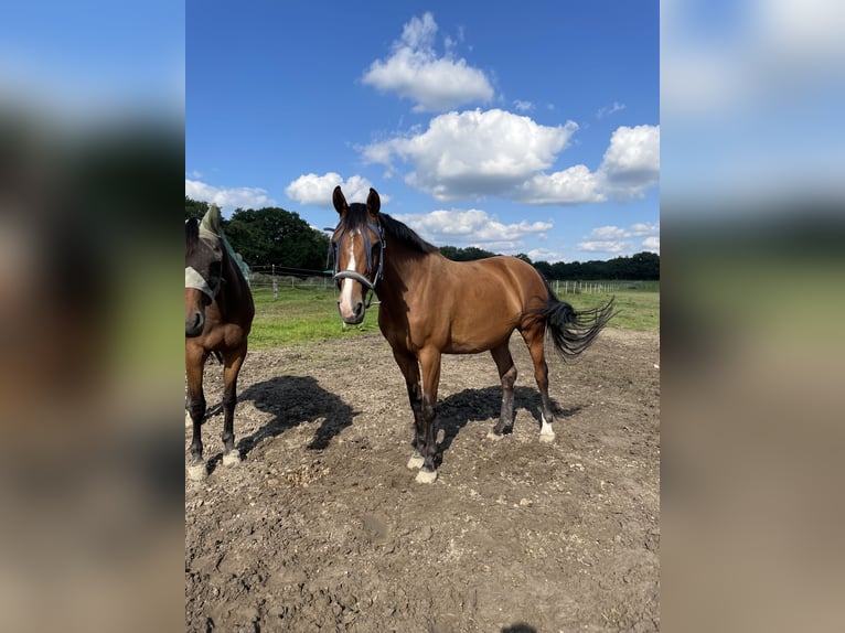 Holsteiner Stute 18 Jahre 164 cm Brauner in Hamburg