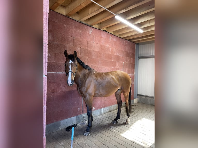 Holsteiner Stute 18 Jahre 164 cm Brauner in Hamburg