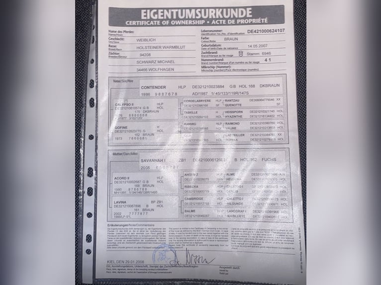 Holsteiner Stute 18 Jahre 166 cm Brauner in Rietberg