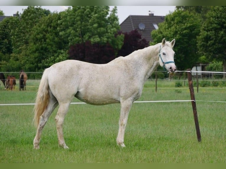Holsteiner Stute 18 Jahre 166 cm Schimmel in Seester