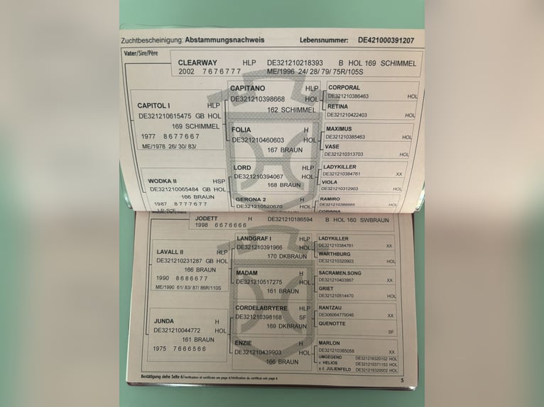 Holsteiner Stute 18 Jahre 166 cm Schimmel in Stedtlingen
