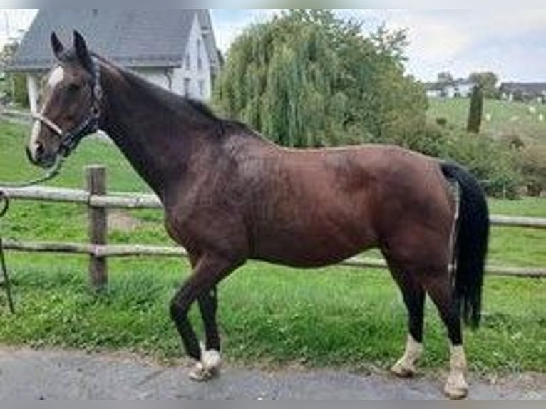 Holsteiner Stute 18 Jahre 168 cm Brauner in Arnsberg