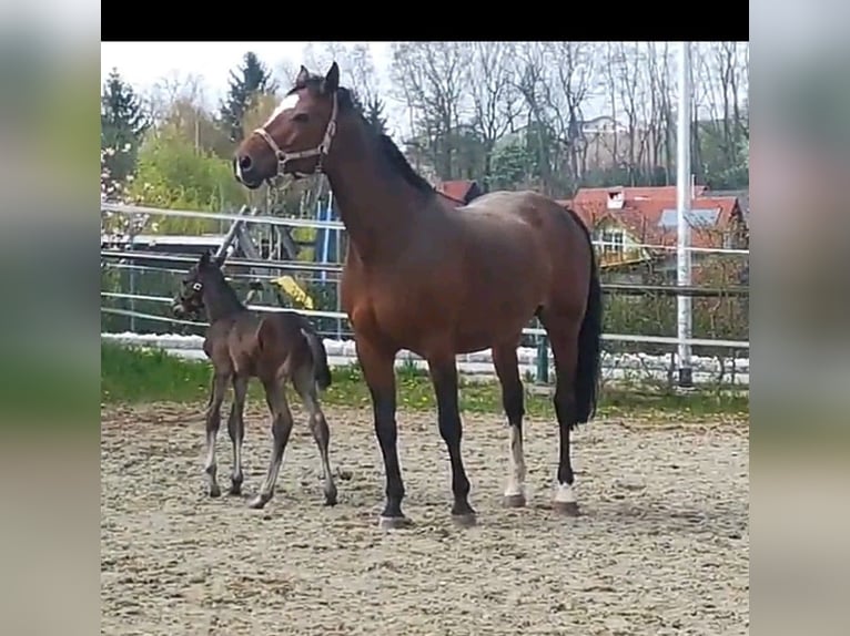 Holsteiner Stute 18 Jahre 171 cm Brauner in Meggenhofen