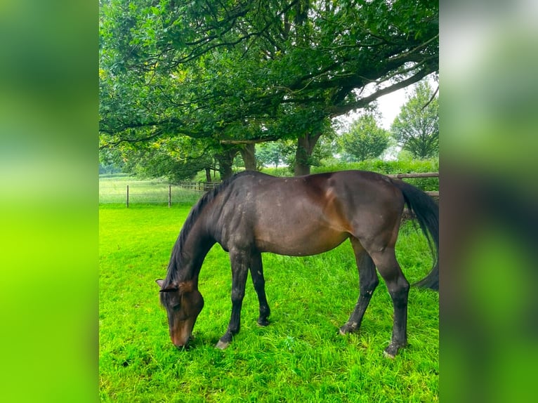 Holsteiner Stute 18 Jahre 171 cm Brauner in Aachen