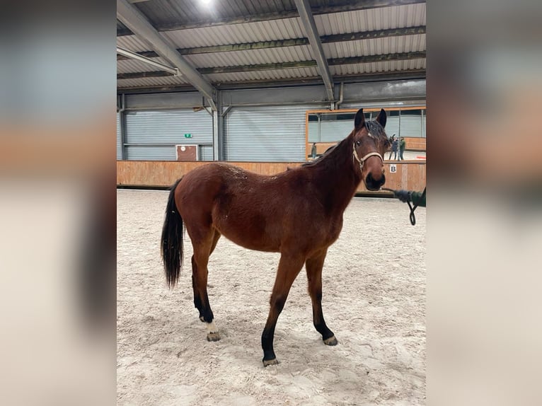 Holsteiner Stute 18 Jahre 171 cm Brauner in Aachen
