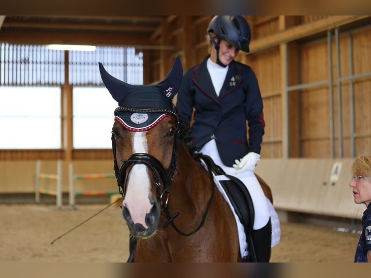 Holsteiner Stute 18 Jahre 172 cm Brauner in Allensbach