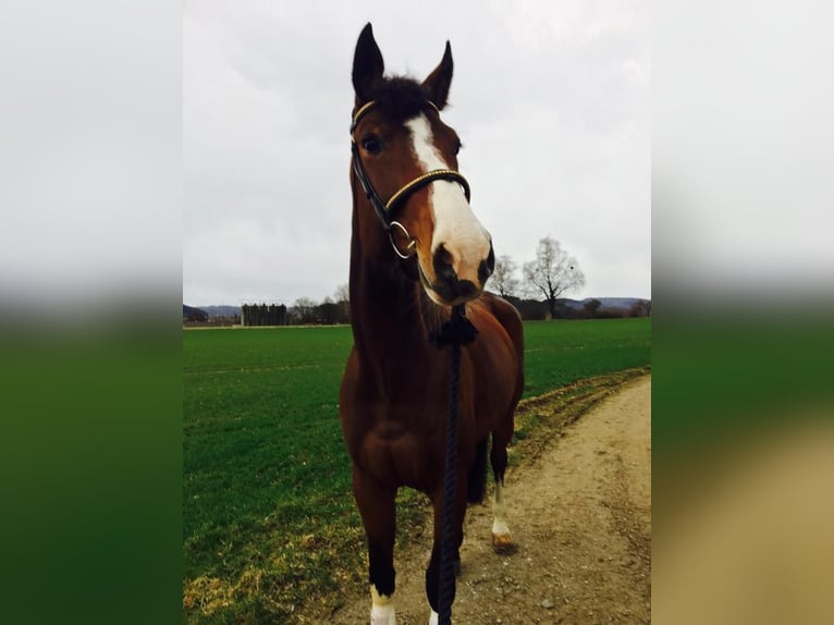 Holsteiner Stute 18 Jahre 172 cm Brauner in Allensbach