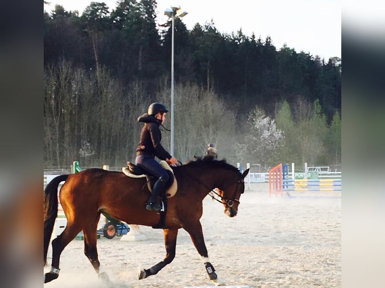 Holsteiner Stute 18 Jahre 172 cm Brauner in Allensbach
