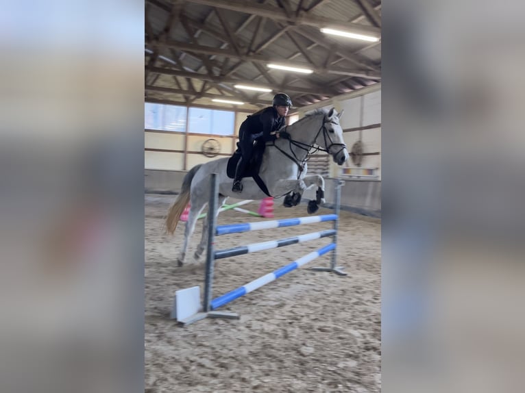Holsteiner Stute 18 Jahre 172 cm Schimmel in Kletkamp