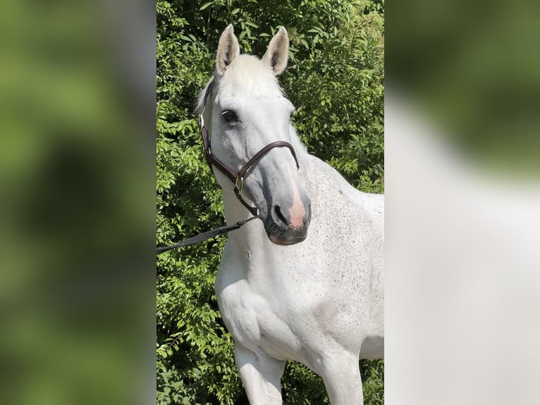 Holsteiner Stute 18 Jahre 172 cm Schimmel in Herne