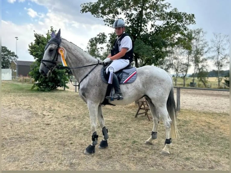 Holsteiner Stute 18 Jahre 175 cm Schimmel in Oelsberg