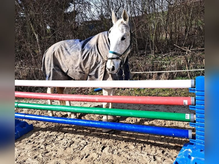 Holsteiner Stute 18 Jahre 175 cm Schimmel in Oelsberg