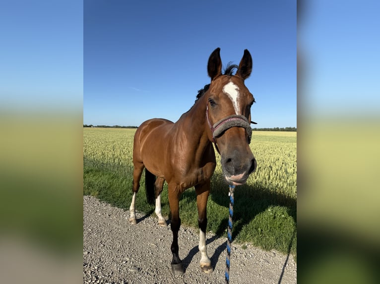 Holsteiner Stute 19 Jahre 162 cm in Hallbergmoos