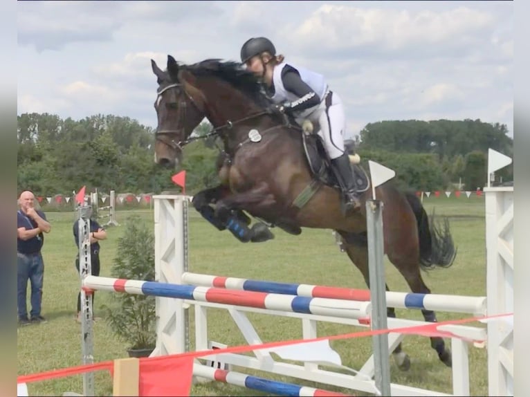 Holsteiner Stute 19 Jahre 163 cm Brauner in Wanna