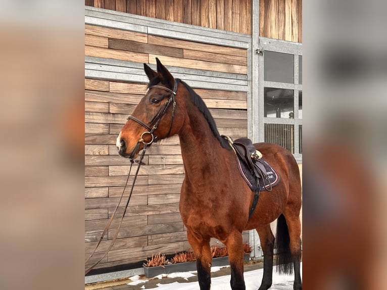 Holsteiner Stute 19 Jahre 167 cm Dunkelbrauner in Leipzig