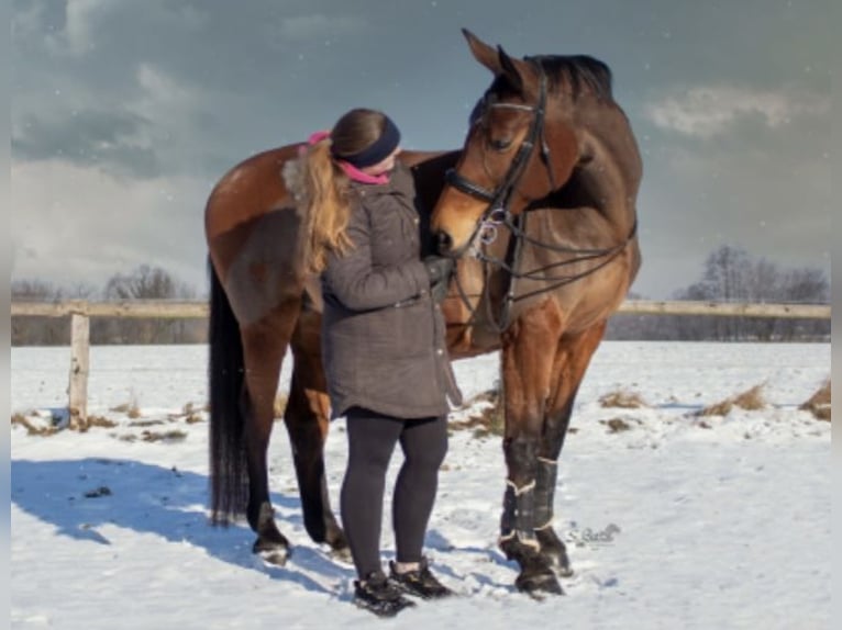 Holsteiner Stute 19 Jahre 170 cm Brauner in Nahe