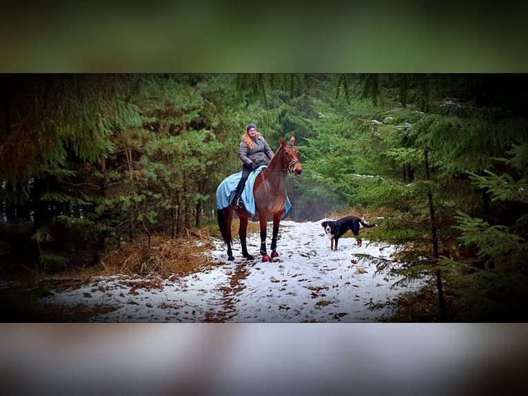 Holsteiner Stute 19 Jahre 170 cm Brauner in Nahe