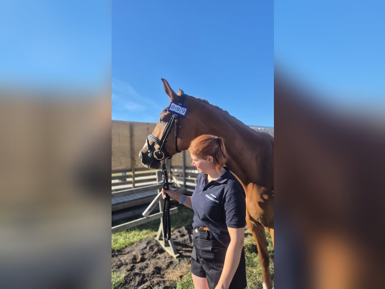 Holsteiner Stute 19 Jahre 172 cm Fuchs in Ladelund