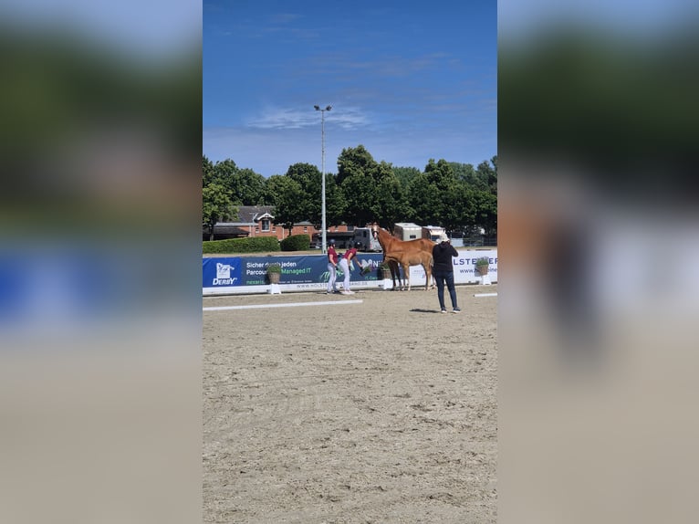 Holsteiner Stute 19 Jahre 172 cm Fuchs in Ladelund