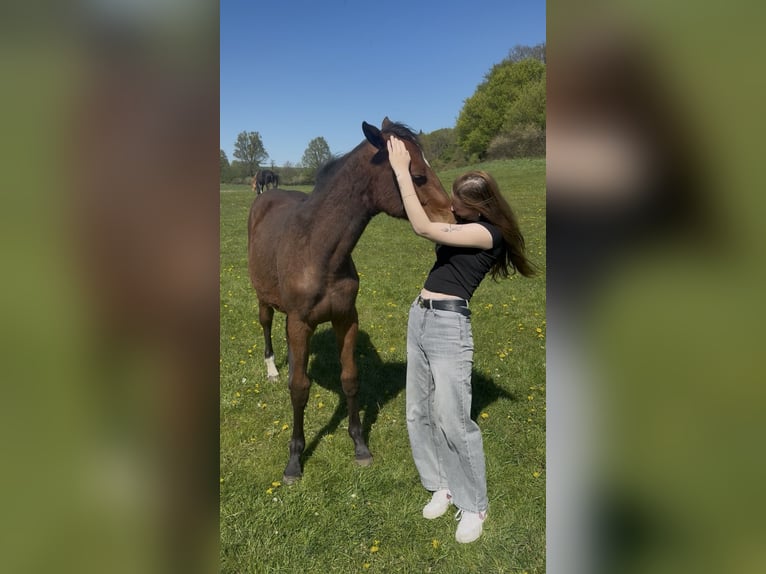 Holsteiner Stute 1 Jahr 157 cm Brauner in Helmstorf