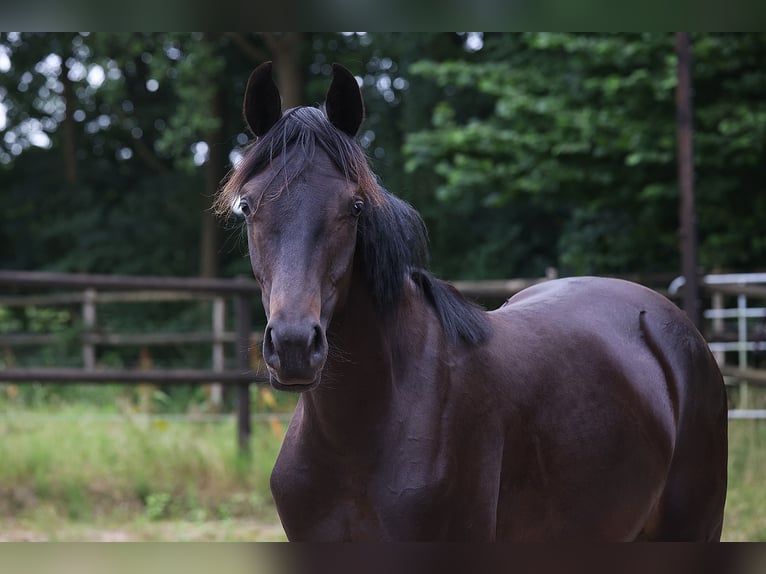Holsteiner Stute 1 Jahr 171 cm Rappe in Norderstedt