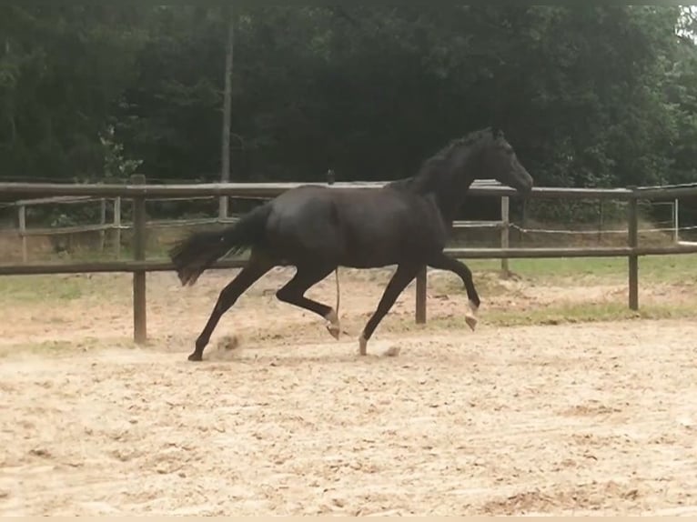Holsteiner Stute 1 Jahr 171 cm Rappe in Norderstedt