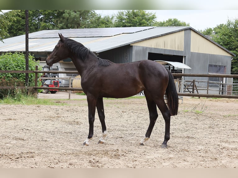 Holsteiner Stute 1 Jahr 171 cm Rappe in Norderstedt