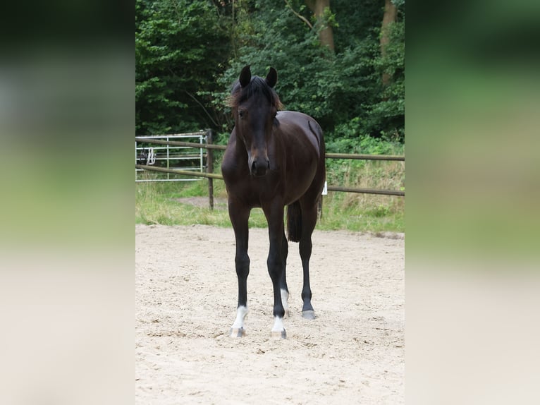 Holsteiner Stute 1 Jahr 171 cm Rappe in Norderstedt