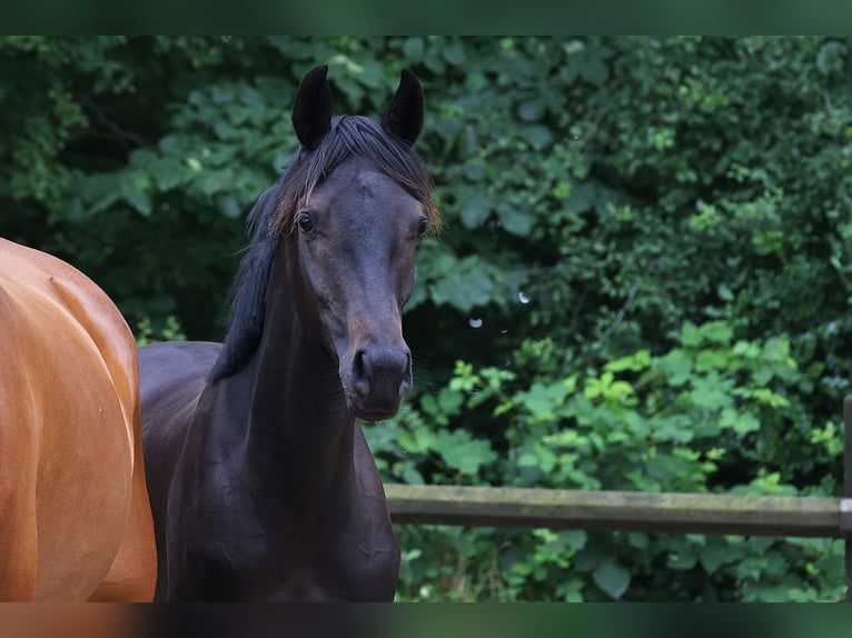 Holsteiner Stute 1 Jahr 171 cm Rappe in Norderstedt