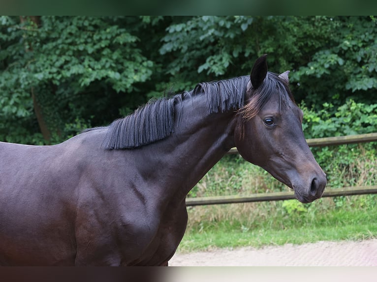 Holsteiner Stute 1 Jahr 171 cm Rappe in Norderstedt