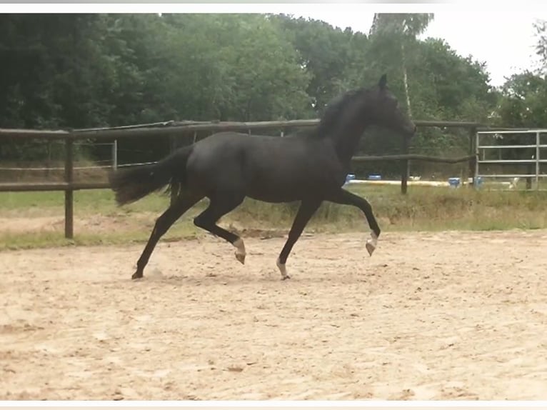 Holsteiner Stute 1 Jahr 171 cm Rappe in Norderstedt