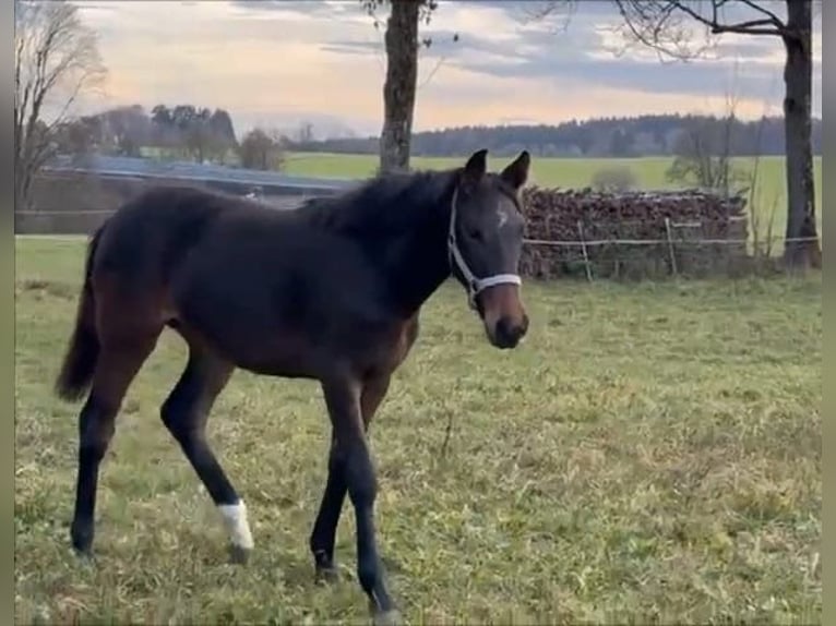 Holsteiner Stute 1 Jahr 172 cm Brauner in Münsingen