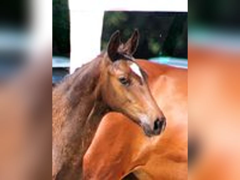 Holsteiner Stute 1 Jahr Brauner in Kayhude