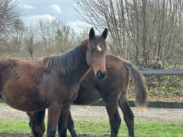 Holsteiner Stute 1 Jahr Brauner in Lübeck