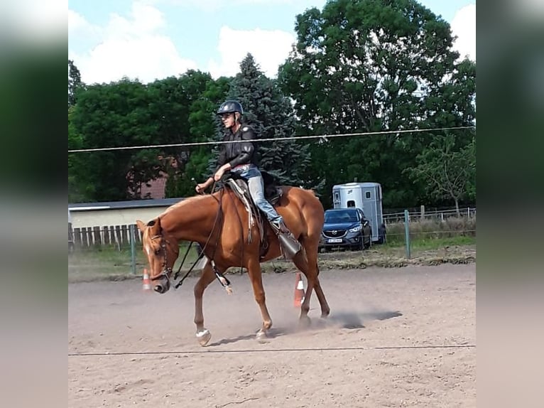 Holsteiner Stute 20 Jahre 163 cm Fuchs in Riesa