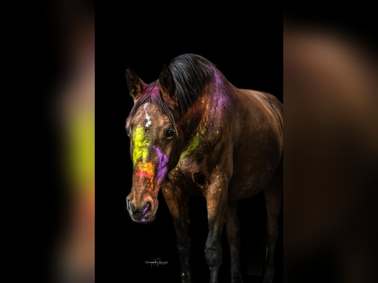 Holsteiner Stute 20 Jahre 170 cm Brauner in Nahe