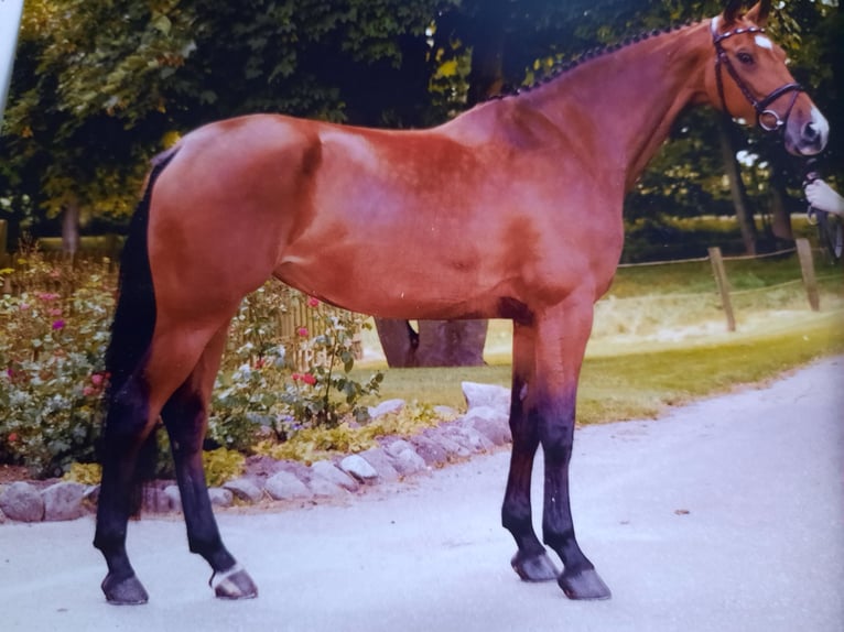 Holsteiner Stute 21 Jahre 164 cm Brauner in Kronprinzenkoog