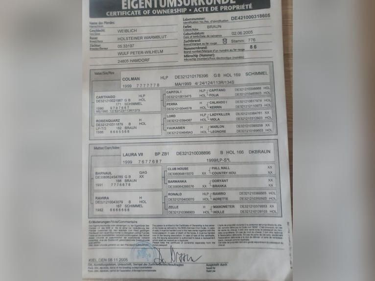 Holsteiner Stute 21 Jahre 165 cm Brauner in Puls