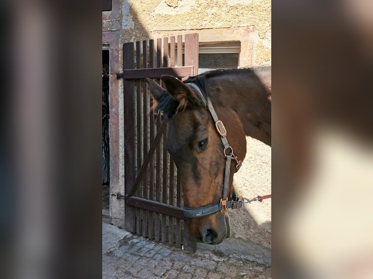 Holsteiner Stute 21 Jahre 175 cm Brauner in Ostrau