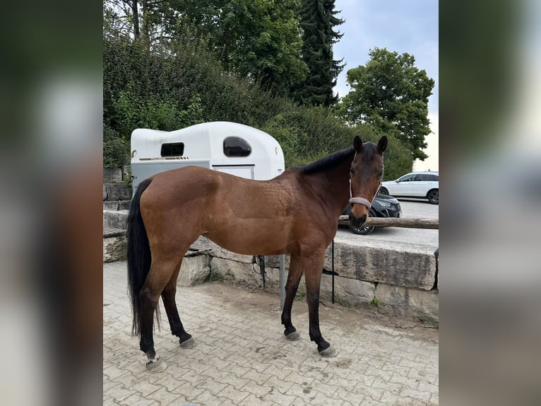 Holsteiner Stute 23 Jahre 165 cm Brauner in Oberding