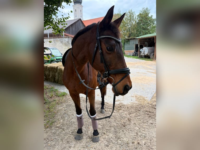 Holsteiner Stute 23 Jahre 165 cm Brauner in Oberding
