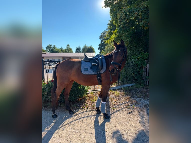 Holsteiner Stute 23 Jahre 165 cm Brauner in Oberding