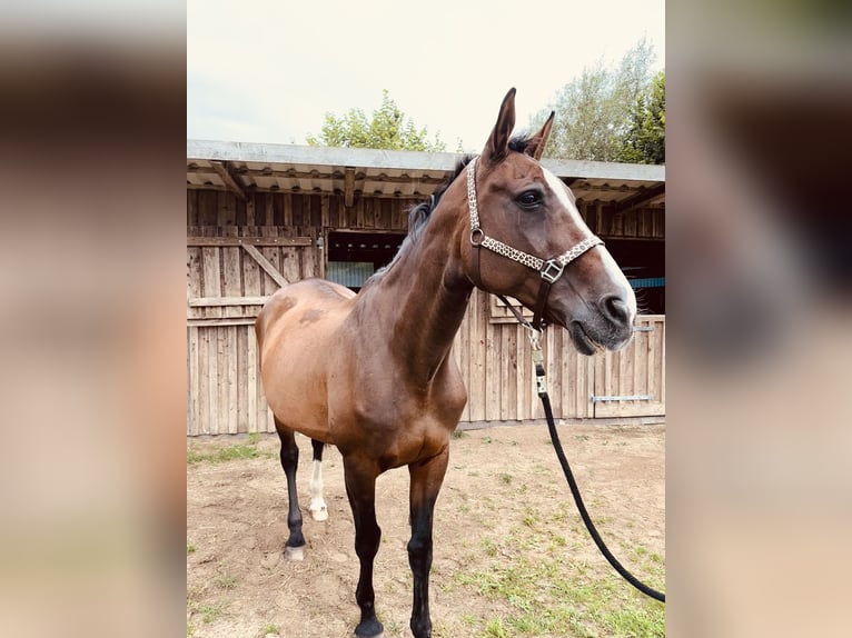 Holsteiner Stute 23 Jahre 175 cm Brauner in Grevesm&#xFC;hlen