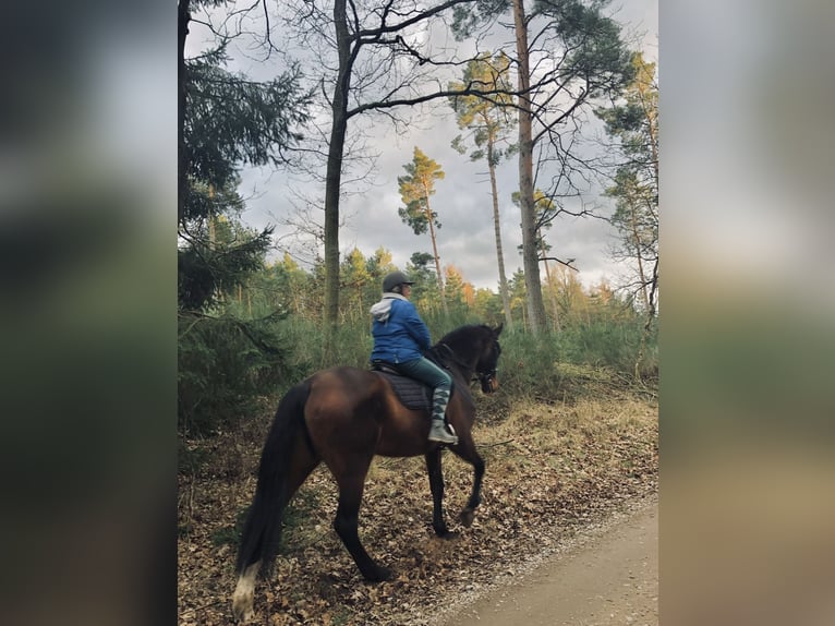 Holsteiner Stute 23 Jahre 175 cm Brauner in Grevesm&#xFC;hlen