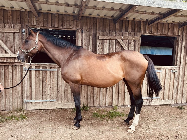 Holsteiner Stute 23 Jahre 175 cm Brauner in Grevesm&#xFC;hlen