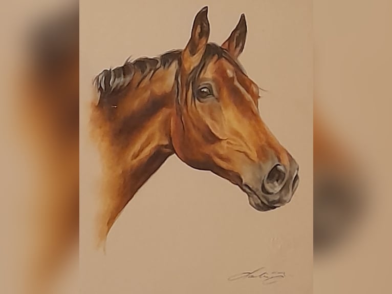 Holsteiner Stute 24 Jahre 168 cm in Hattingen